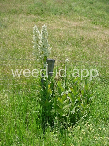 false-hellebore, California